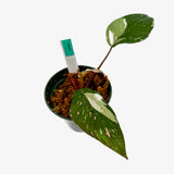 Philodendron Red Anderson