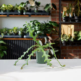 Ric Rac Cactus