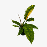 Philodendron Ring of Fire