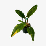 Philodendron Ring of Fire