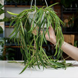 Hoya Shepherdii