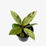 Ficus Shivereana