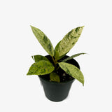 Ficus Shivereana