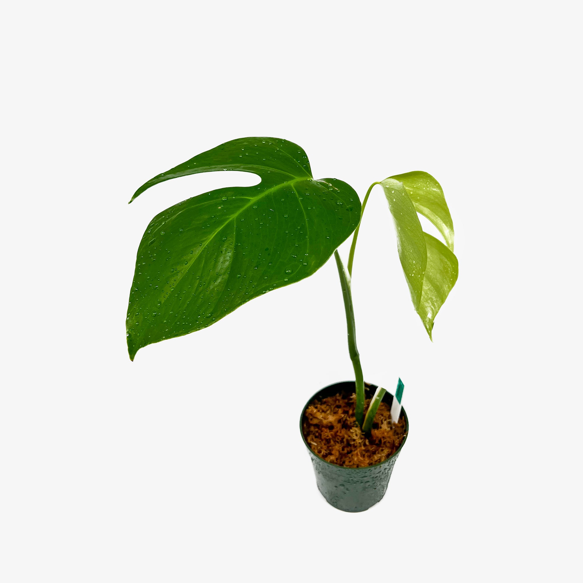monstera sierrana vs deliciosa Monstera Deliciosa Var. Sierrana – Safa Plant Co