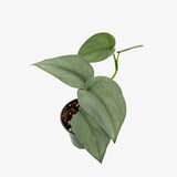 Scindapsus Silver Hero
