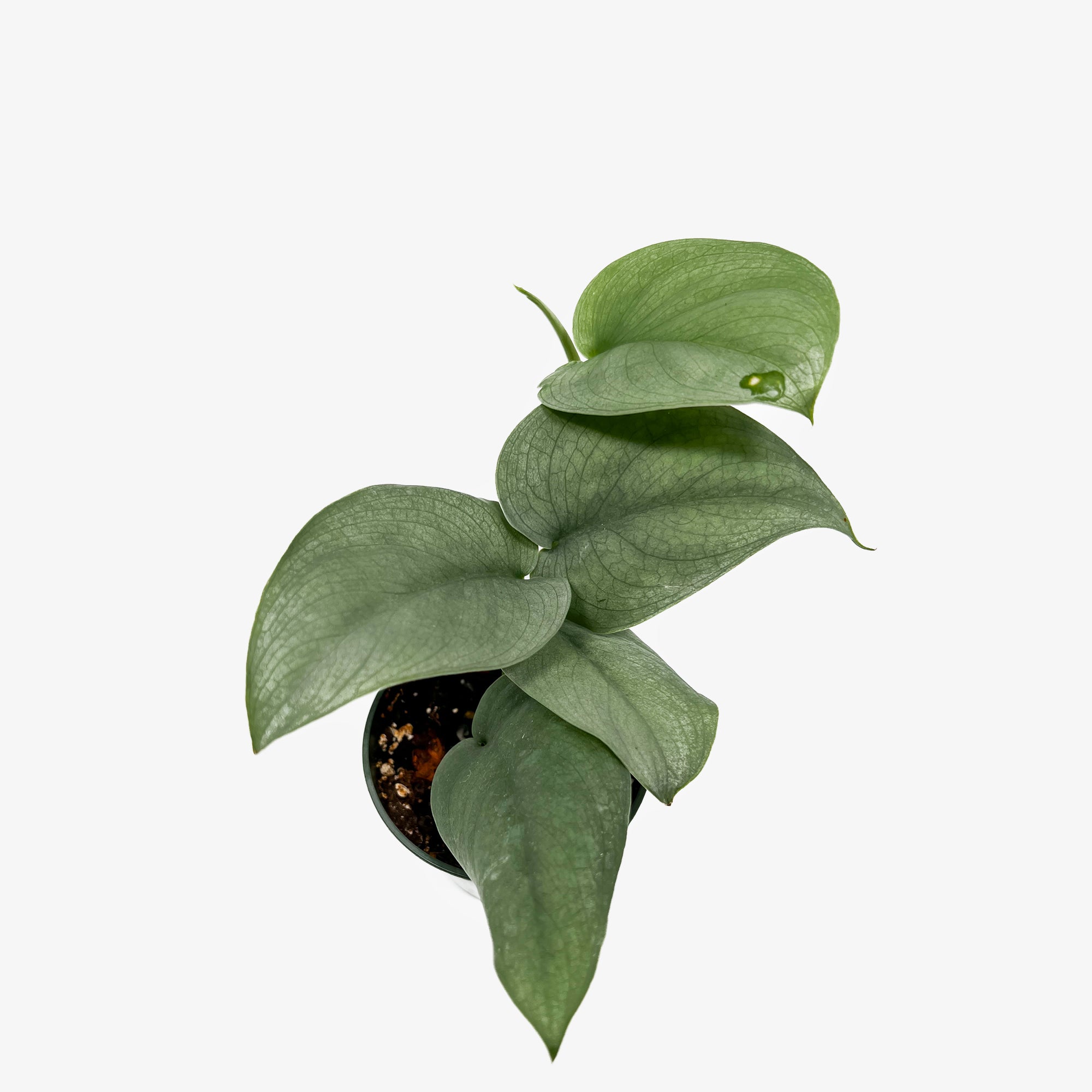 pothos silver hero Scindapsus Silver Hero – Safa Plant Co