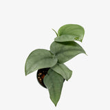 Scindapsus Silver Hero
