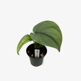Scindapsus Silver Hero