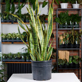 Snake Plant