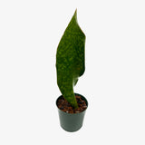 Sanseveira Whale Fin
