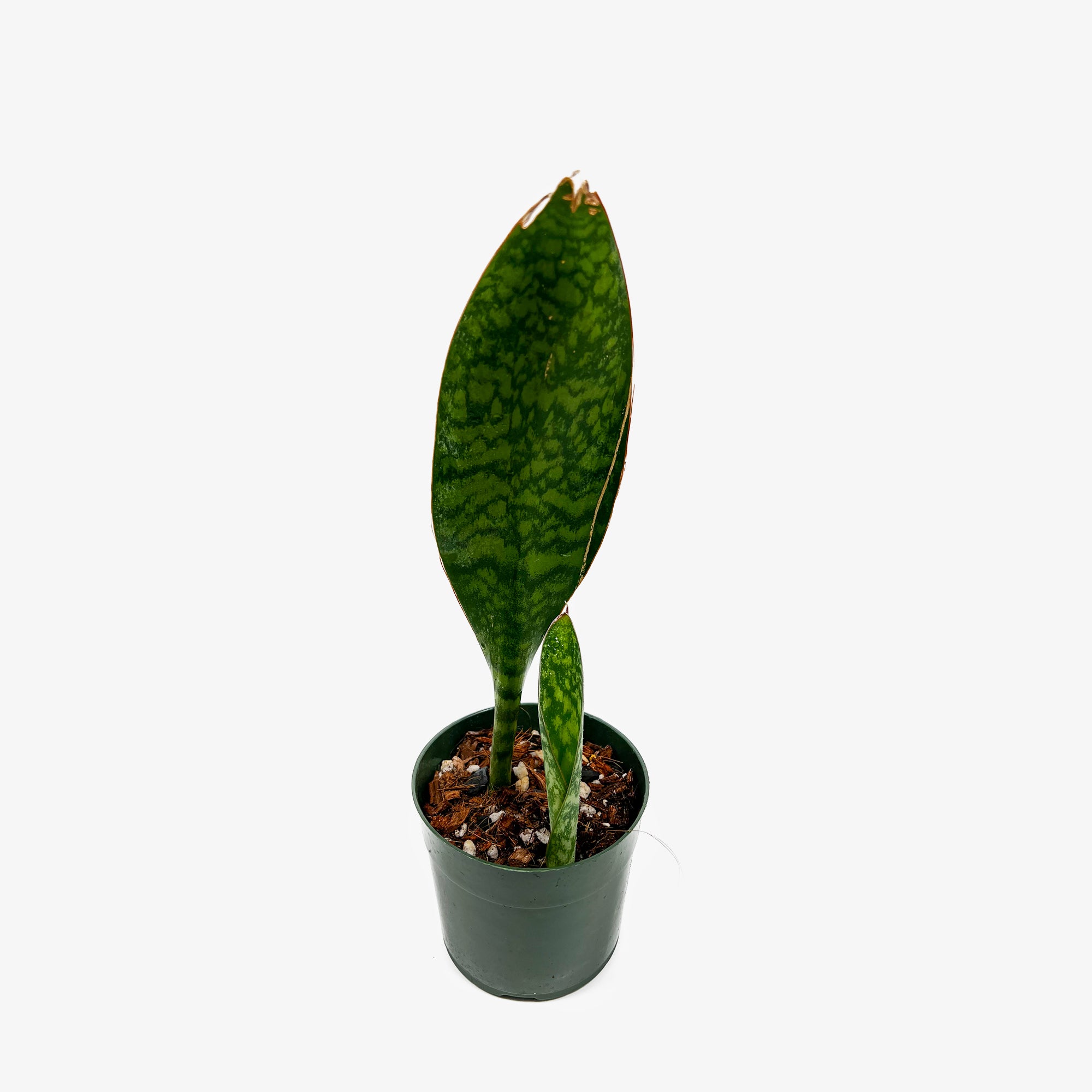 whale fin snake plant for sale Sanseveira Whale Fin – Safa Plant Co
