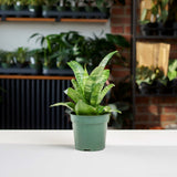 Snake Plant