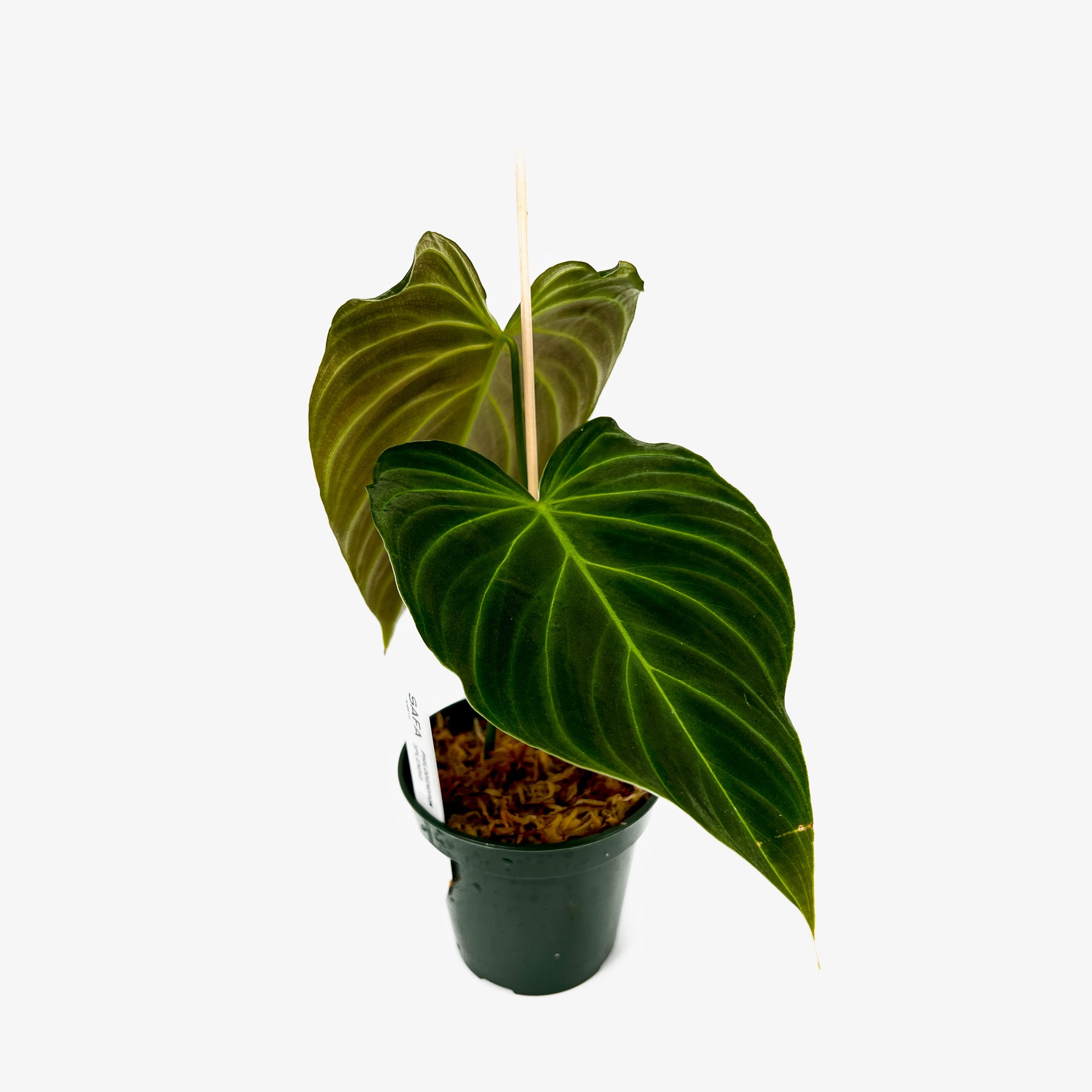 Philodendron Splendid – Safa Plant Co