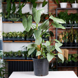 Philodendron Silver Sword