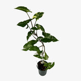 Syngonium Albo