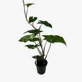 Syngonium Albo