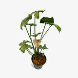 Syngonium Green Splash