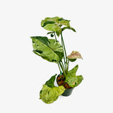 Syngonium Green Splash