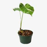 Monstera Deliciosa 'Thai Constellation' - Chunk Grown