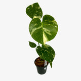 Monstera Deliciosa 'Thai Constellation'