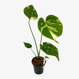 Monstera Deliciosa 'Thai Constellation'