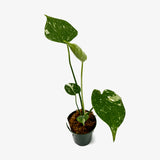 Monstera Deliciosa 'Thai Constellation'