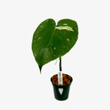 Monstera Deliciosa 'Thai Constellation' - Rooted Cuttings