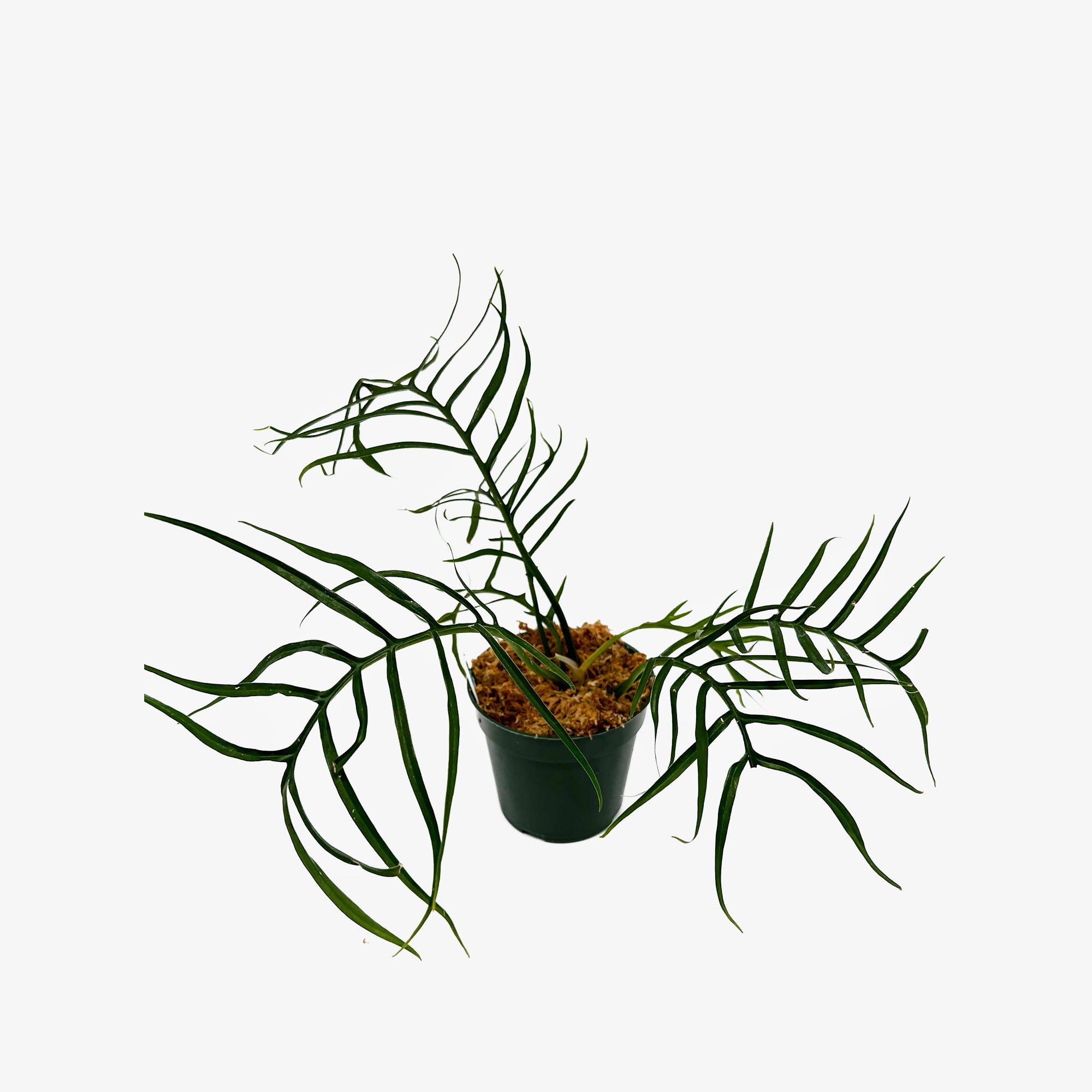 Philodendron Tortum  Safa Plant Co