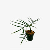 Philodendron Tortum