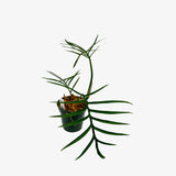 Philodendron Tortum