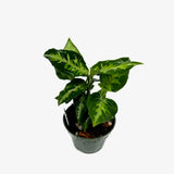 Aglaonema Pictum Tricolor