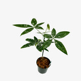 Pachira Aquatica Variegated