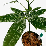 Pachira Aquatica Variegated