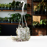 String of Hearts Variegated