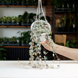 String of Hearts Variegated