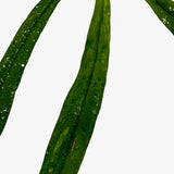 Anthurium Vittarifolium Variegated