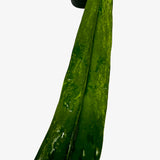 Anthurium Vittarifolium Variegated