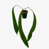 Anthurium Vittarifolium Variegated