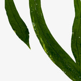 Anthurium Vittarifolium Variegated