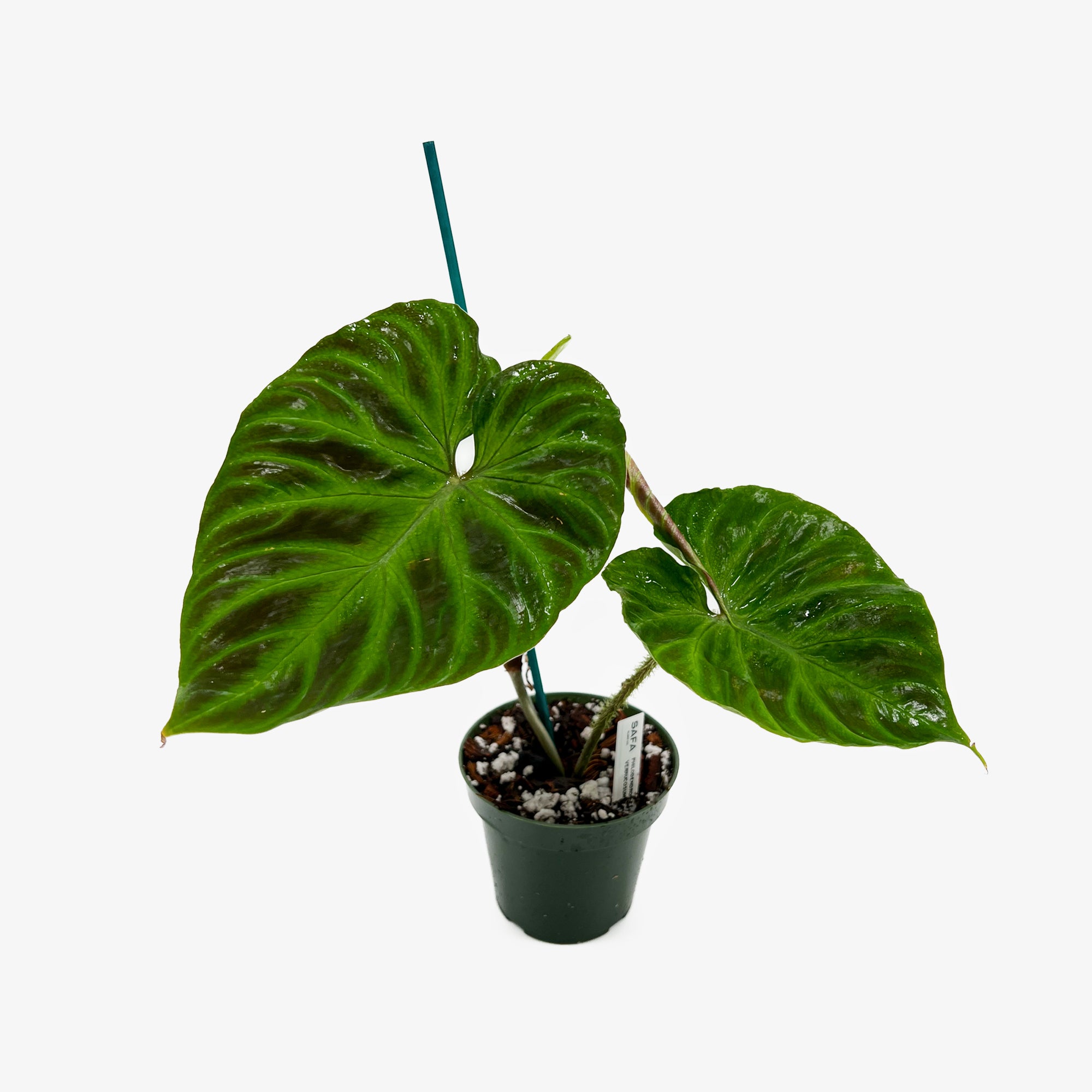 philodendron verrucosum for sale Philodendron Verrucosum – Safa Plant Co
