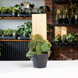 Ficus Villosa