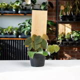 Ficus Villosa