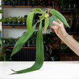 Anthurium Vittarifolium