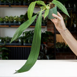 Anthurium Vittarifolium