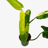 Philodendron 'Whipple Way' Sport