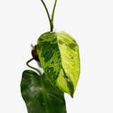 Philodendron 'Whipple Way' Sport
