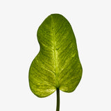 Philodendron 'Whipple Way' Sport