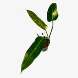 Philodendron 'Whipple Way' Sport