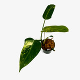 Philodendron 'Whipple Way' Sport