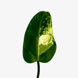Philodendron 'Whipple Way' Sport